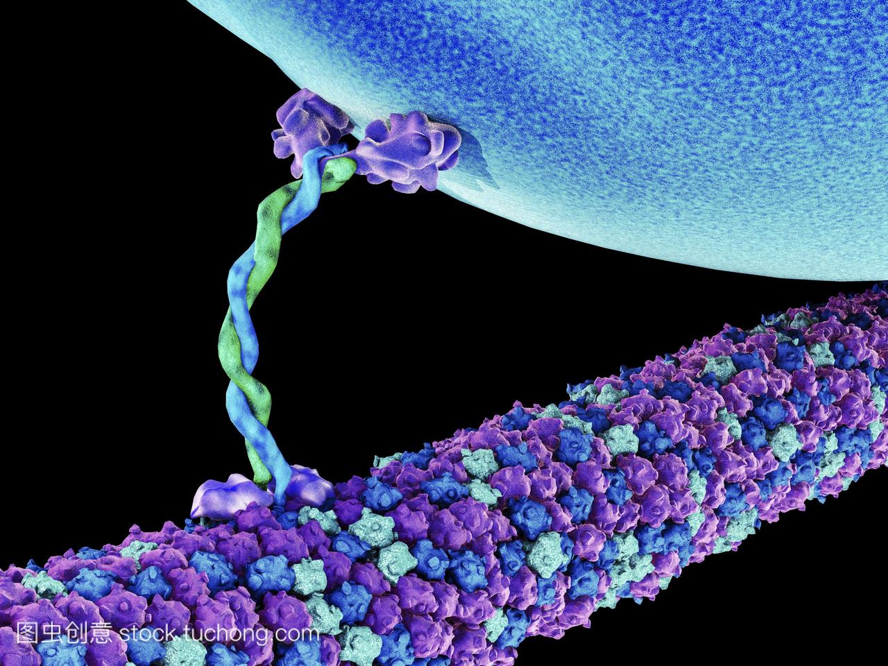 3d电脑绘图的蛋白与微管运输囊泡和其他细胞