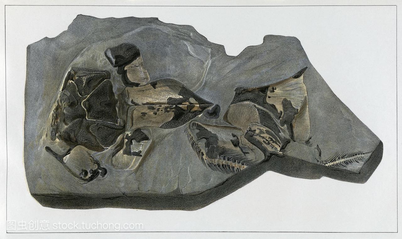 化石鱼。图中描述的是一种位于泥盆纪的石尾鱼