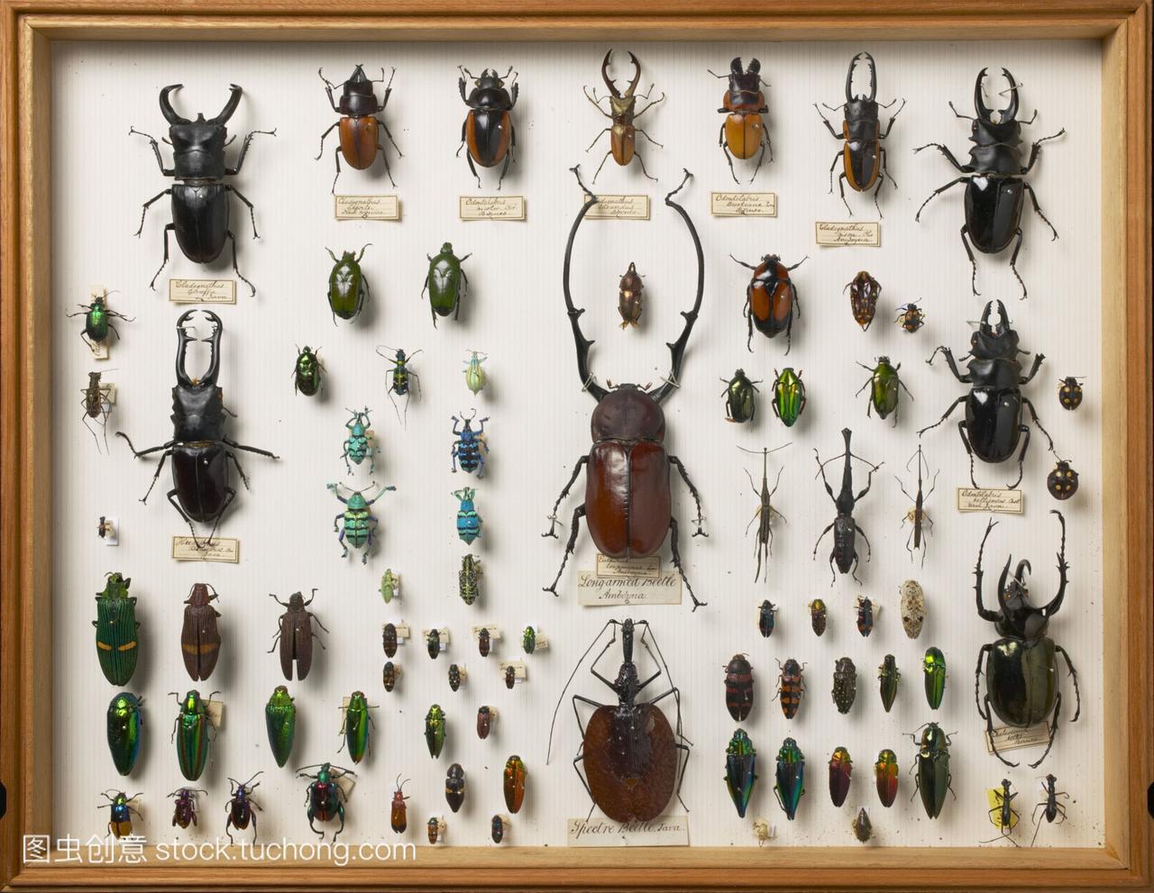 甲虫标本 甲虫标本高清图片 随意优惠券