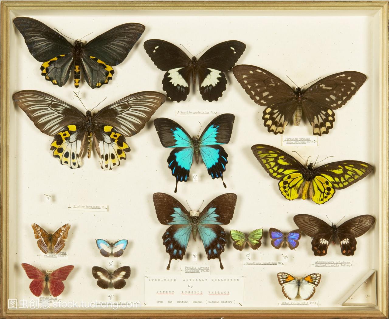 华莱士收集蝴蝶标本。由英国博物学家阿尔弗雷