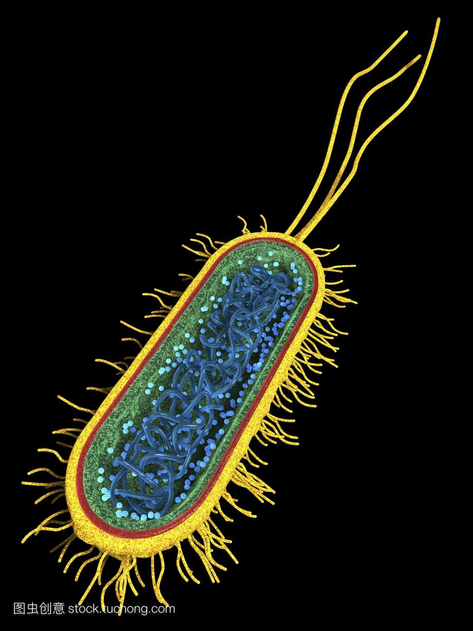 电脑绘图的内部结构大肠杆菌细菌。菌毛和胶囊