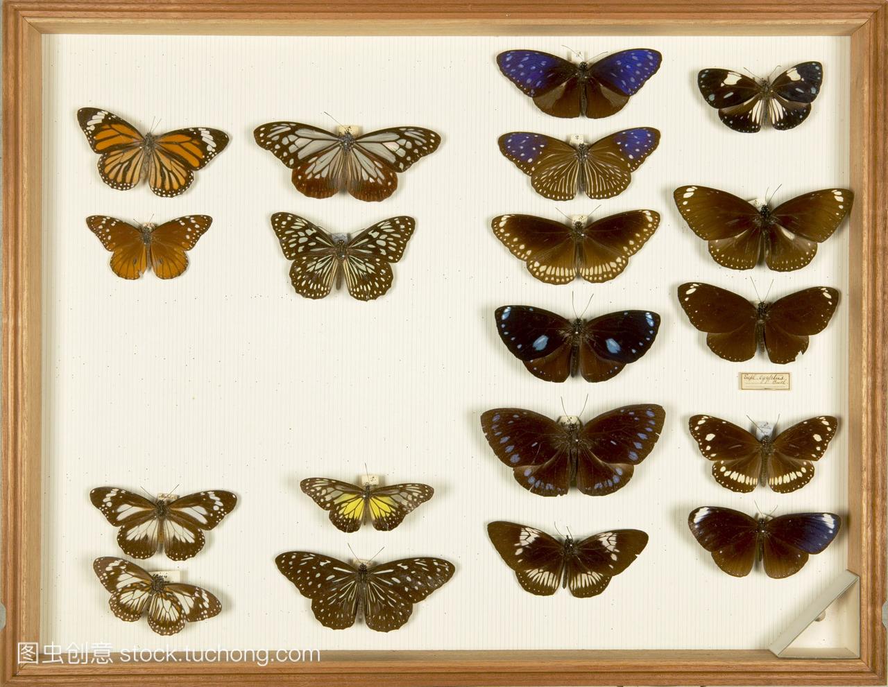 华莱士收集蝴蝶标本。由英国博物学家阿尔弗雷