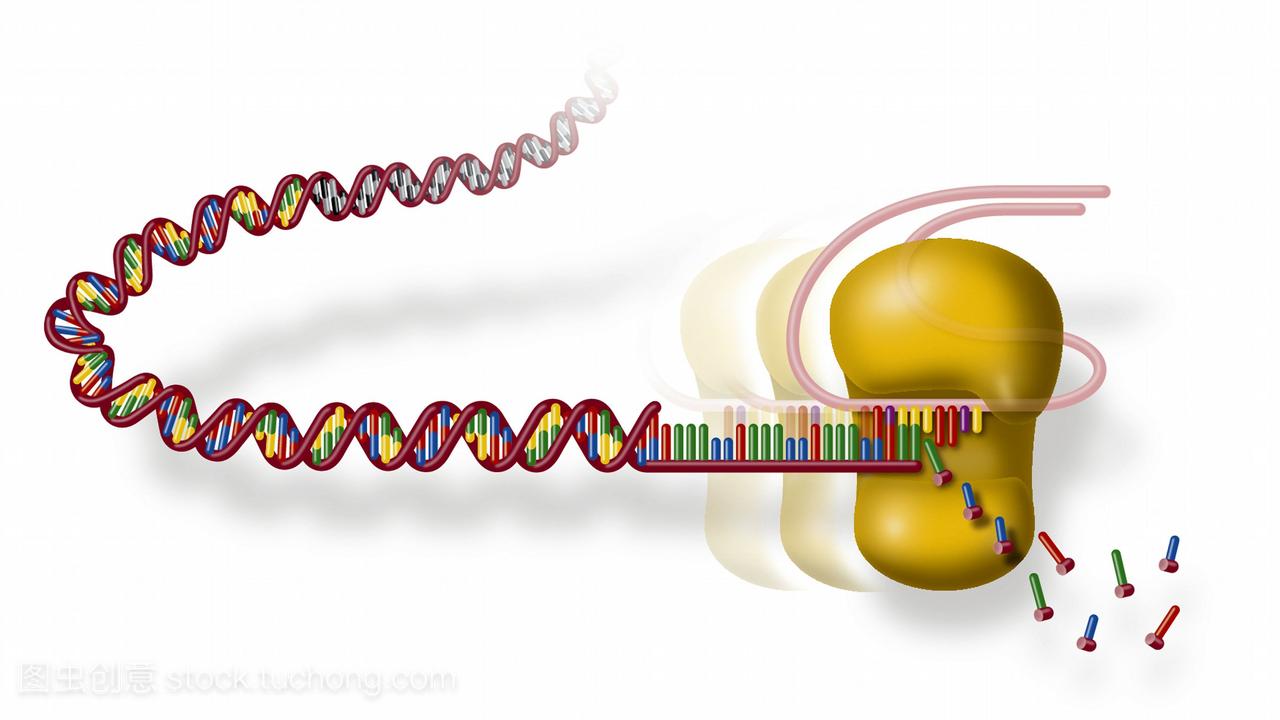 端粒和端粒酶。在染色体上发现的脱氧核糖核酸