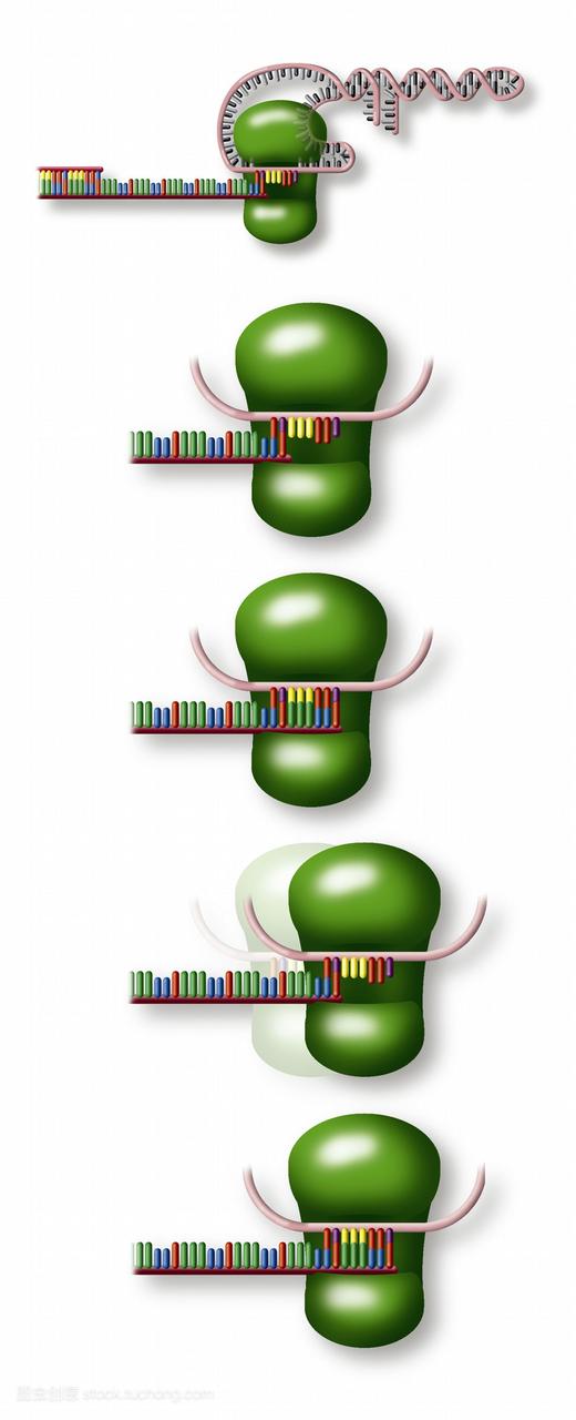 端粒和端粒酶。在染色体上发现的脱氧核糖核酸