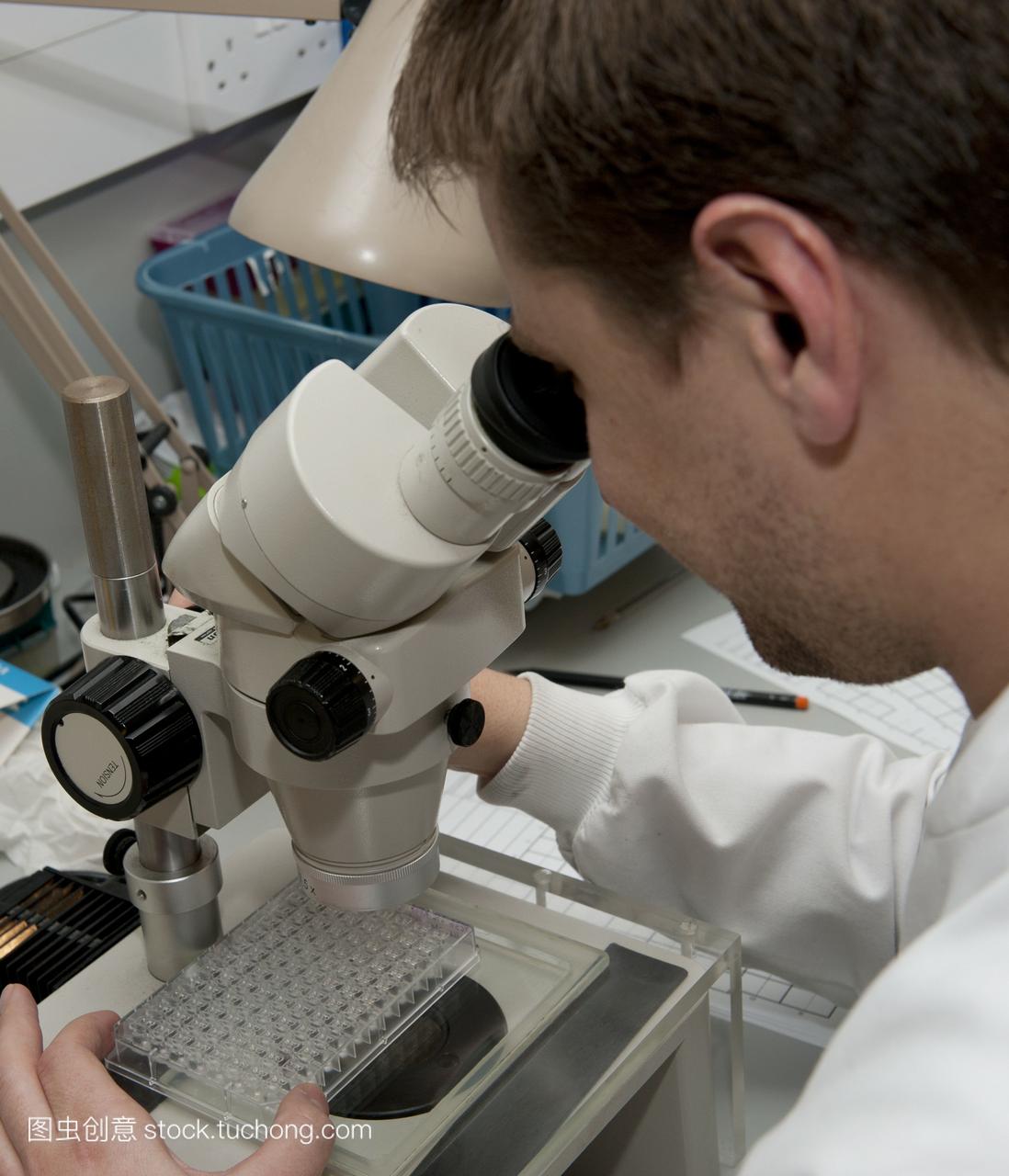 蛋白质研究实验室研究员使用双目光学显微镜研