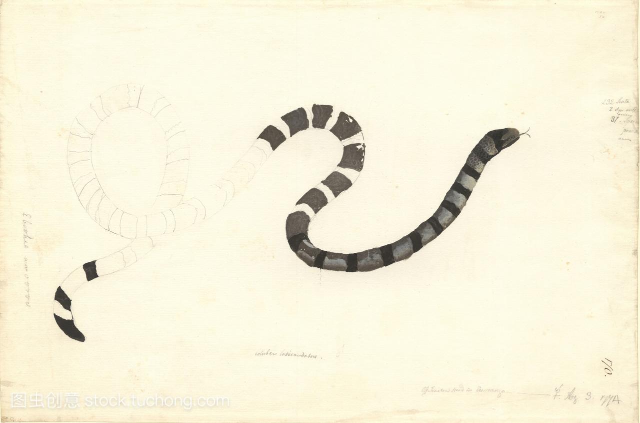蛇Coluberlaticaudatus。这幅水彩画是由德国博