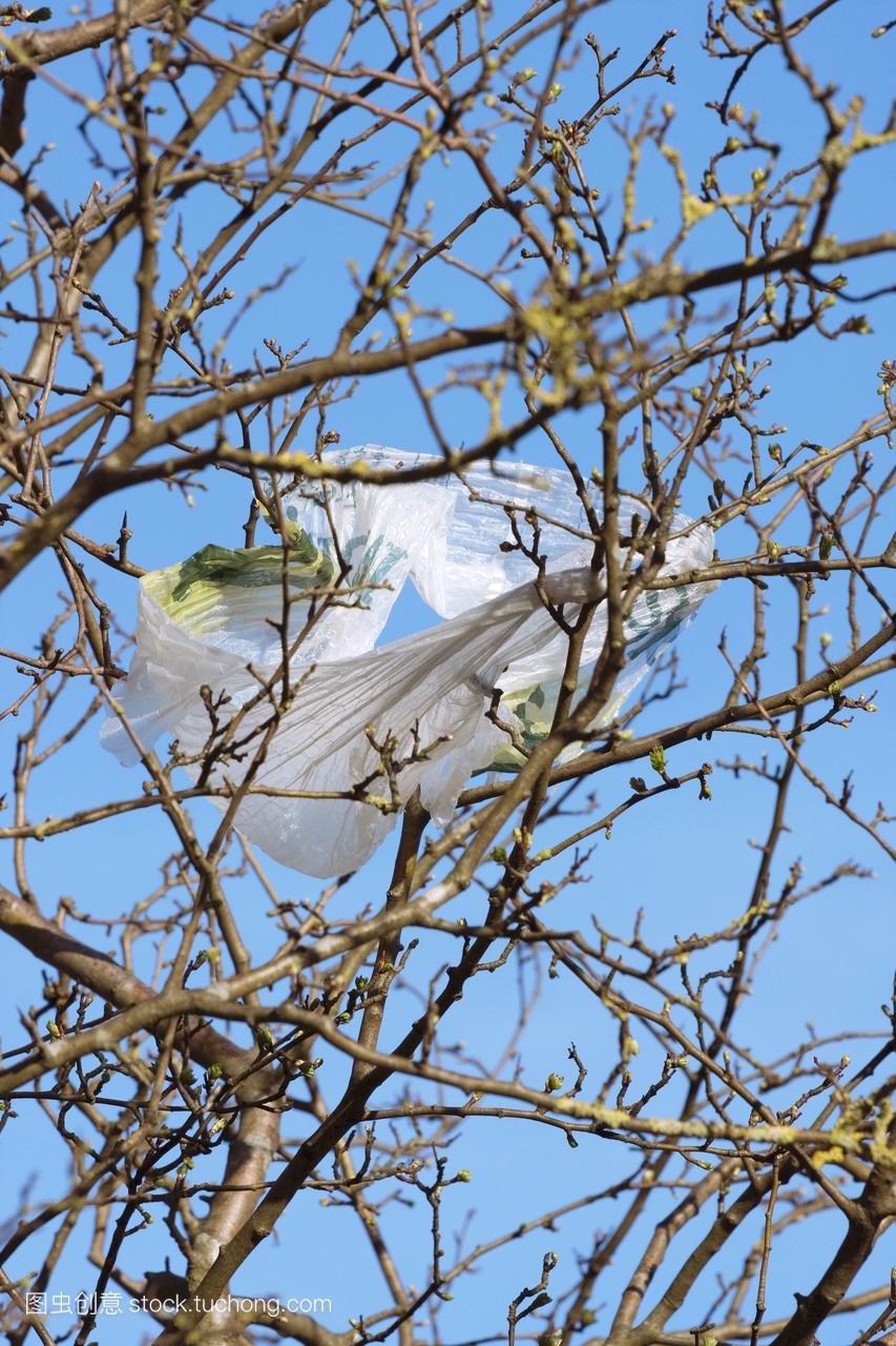 无花果和塑料袋。用塑料袋包裹的一种无花果树