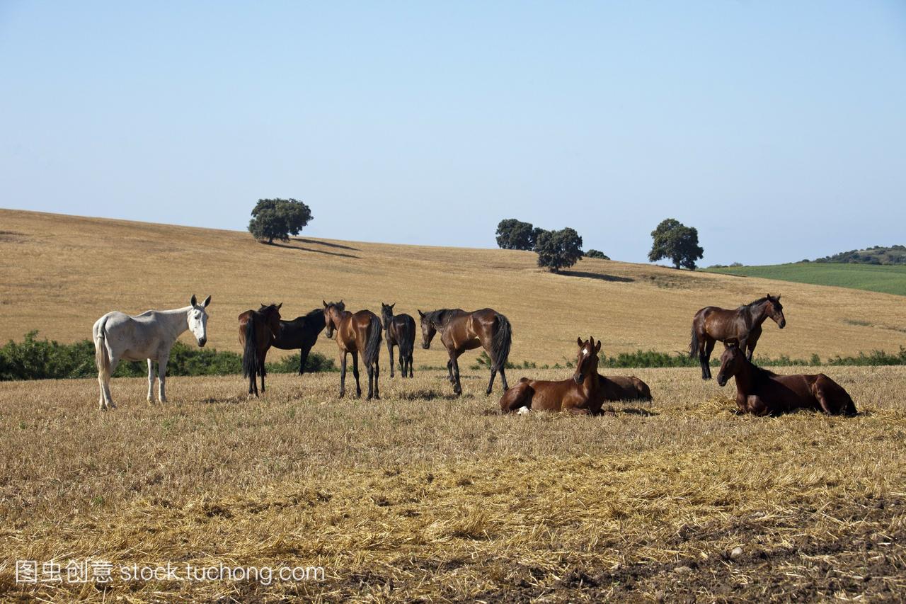2011年春季西班牙安达卢西亚地区马