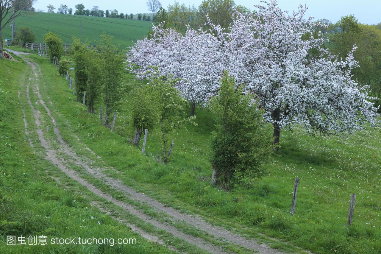 法国,诺曼底,苹果树在开花和道路上