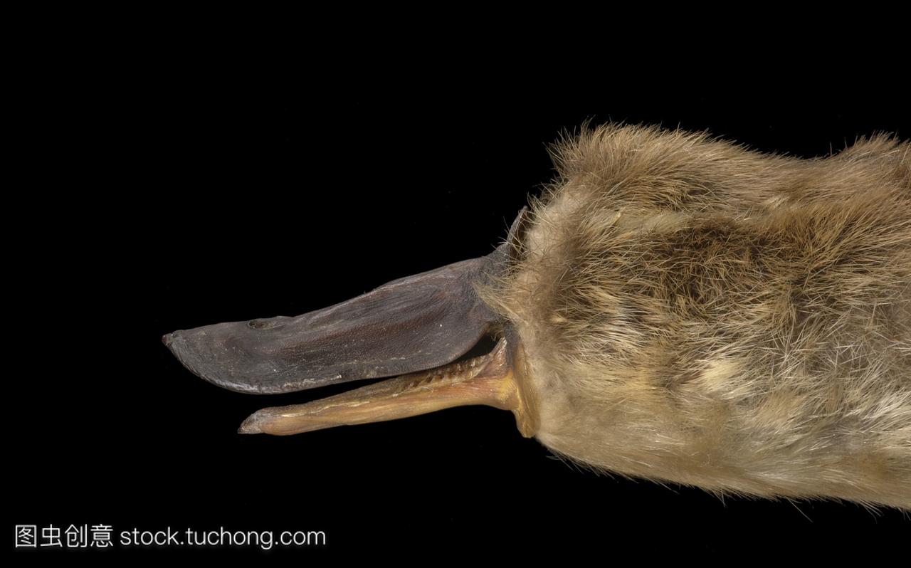 tinus标本鸭嘴兽第一次描述了由英国博物学家乔