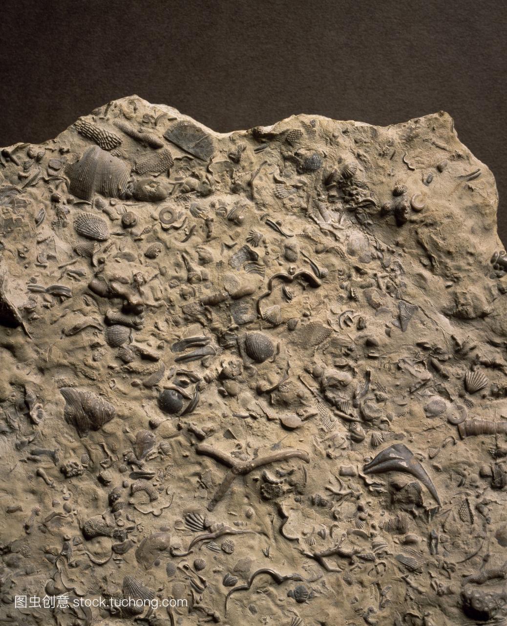 文洛克fossil-bearing石灰岩。来自英国达德利的