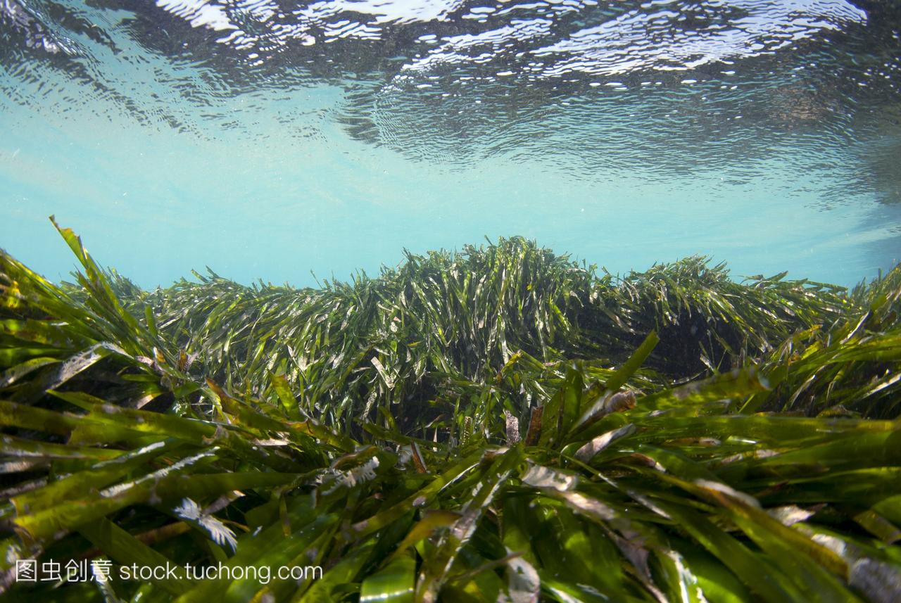 海王星草伊大洋洲。这种海花植物只有在地中海