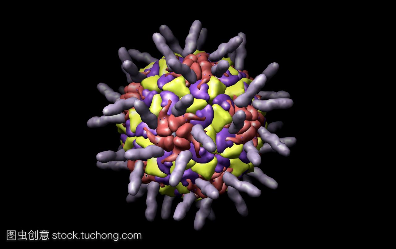 人类鼻病毒hrv和细胞间粘附分子1icam1计算机