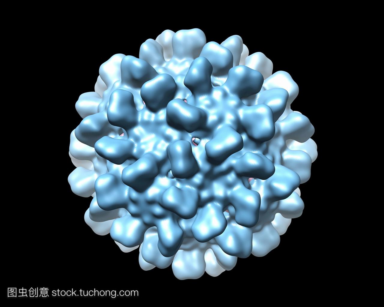 黄瓜坏死病毒cnv,计算机模型。这个图像是用分