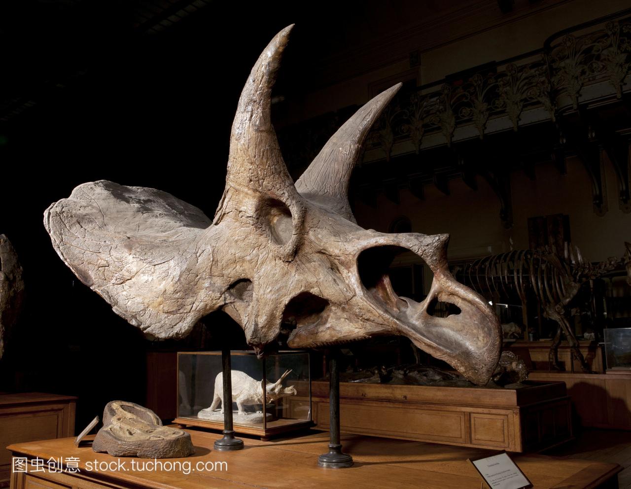 三角恐龙化石头骨。在美国怀俄明州发现的三角龙化石头骨的博物馆展示，距今七千万年前。三角龙是一种生活在白垩纪晚期的恐龙。它是一种食草恐龙，有独特的角和颈盾。它的长度可以达到9米，两个主要的角长达一米。一个小角出现在鼻子上。它可能用它的角和它的颈盾来防御或求爱和统治的表现。照片摄于2011年，在法国巴黎自然历史博物馆mnhn的古生物学画廊。