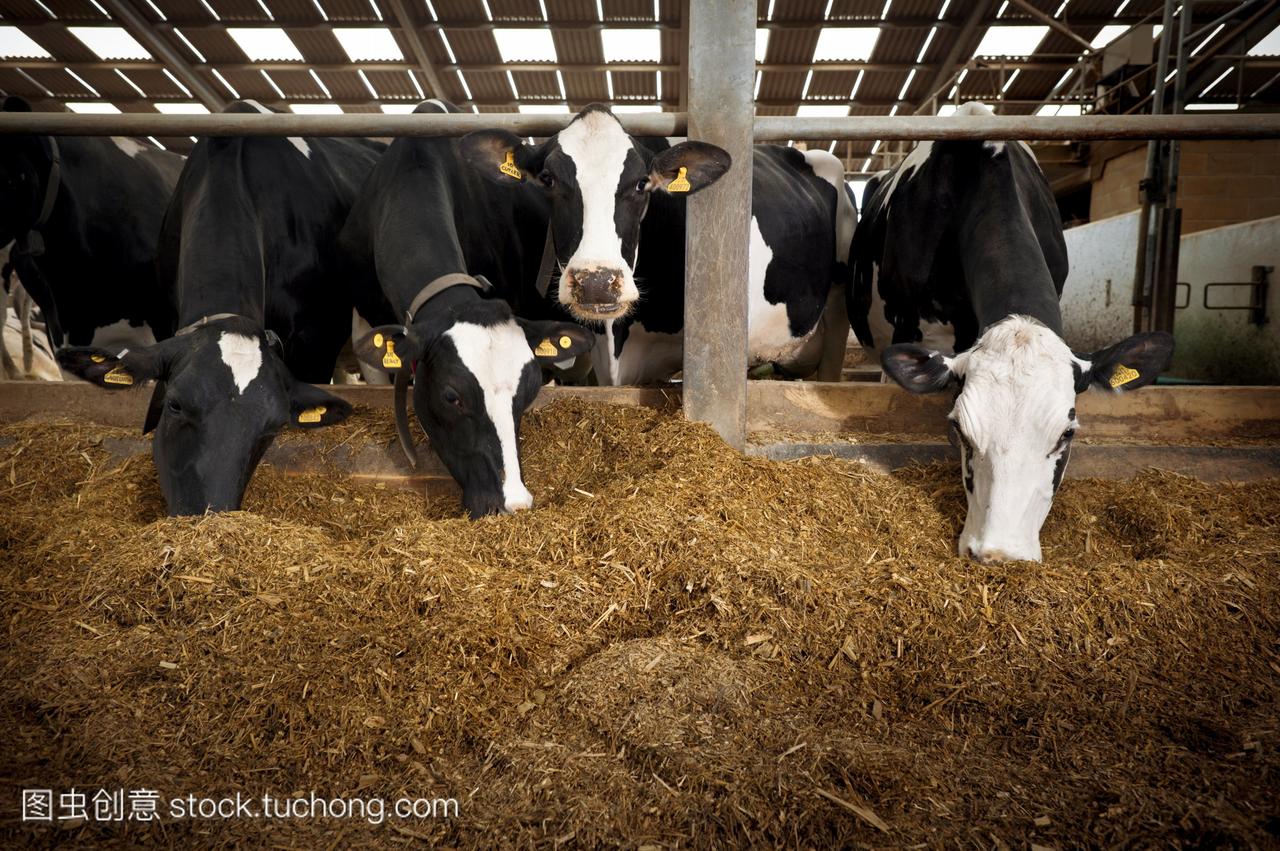 奶牛养殖。驯养的奶牛bos原天才金牛在一个奶牛场的敞篷小棚里喂养。开放式设计有助于通风，提高牧群的健康。这些奶牛是奶牛养殖的，它们是用奶喂养的。在英国诺丁汉郡这是其中的一个农场建议由营养专家伊恩史密斯入围“今年农场顾问”范畴在2011农民每周奖项。