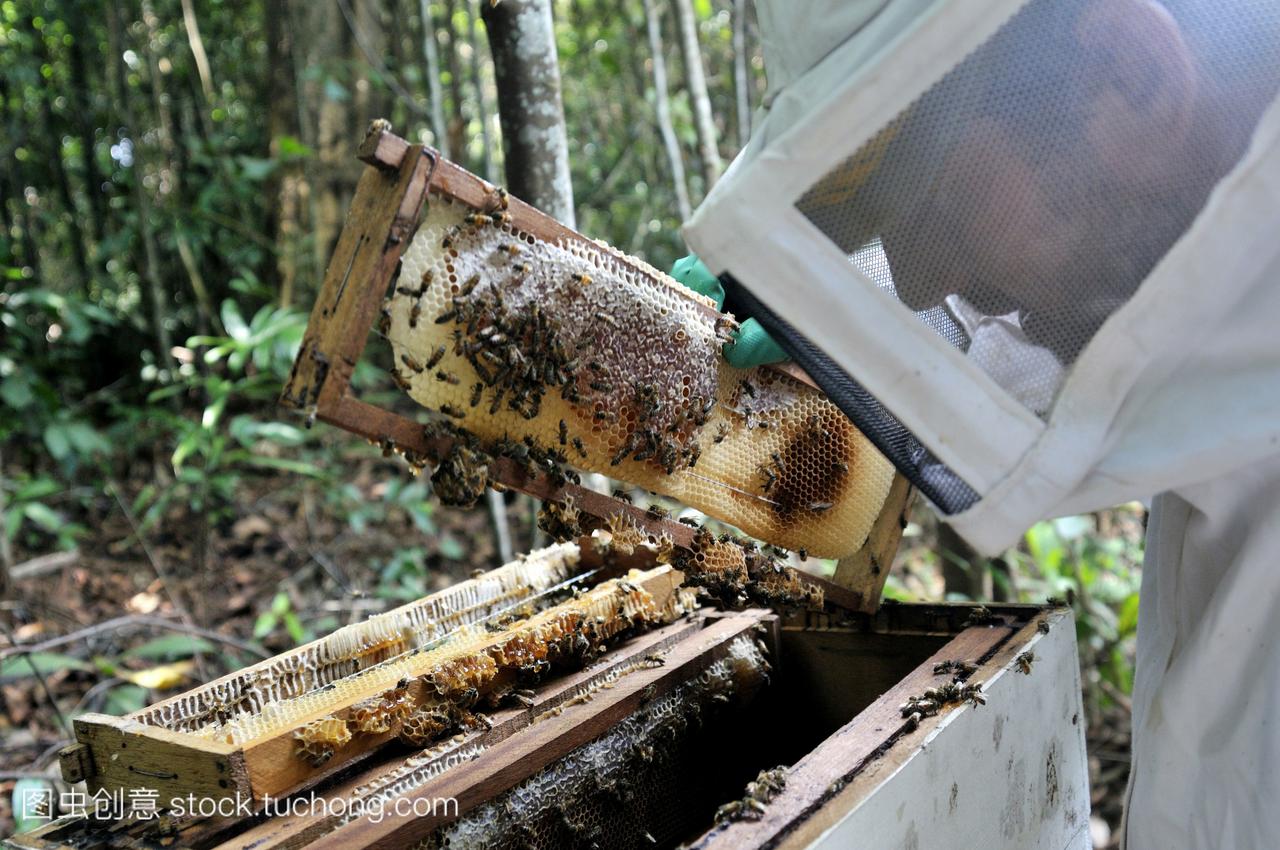 装满蜂蜜的蜂巢,在亚马逊雨林养蜂,这是农民务
