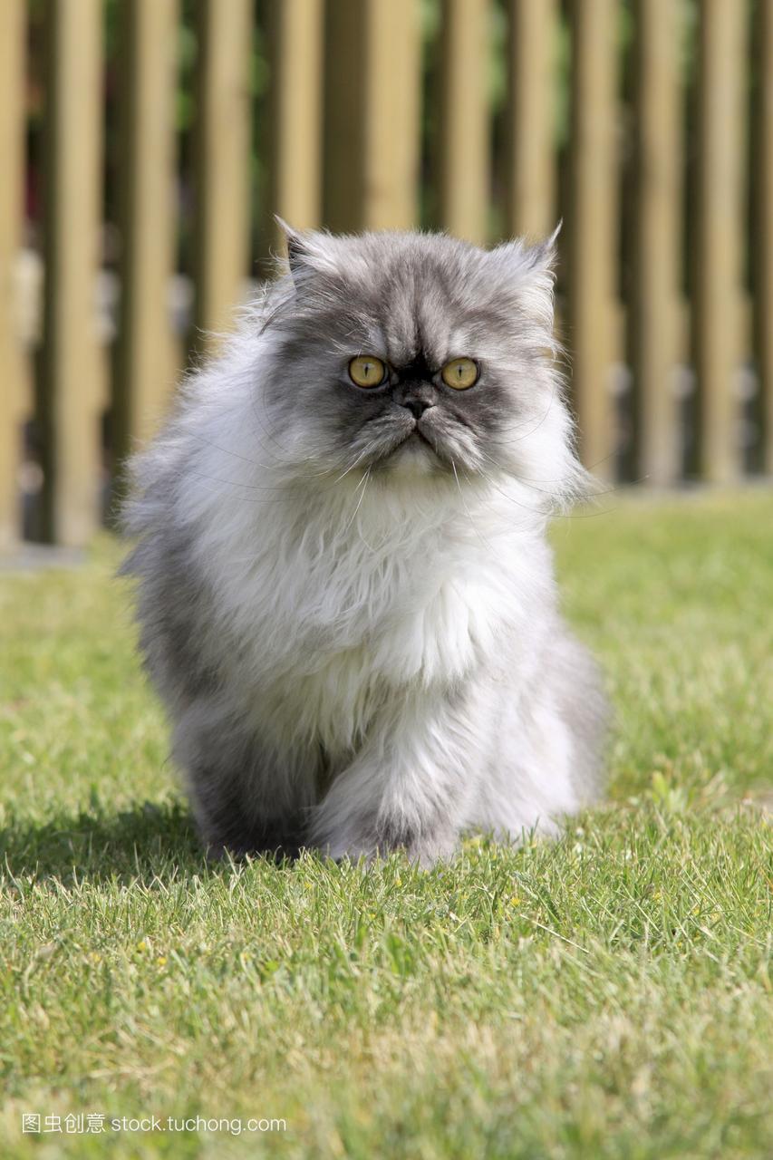 灰色的波斯猫在草坪上