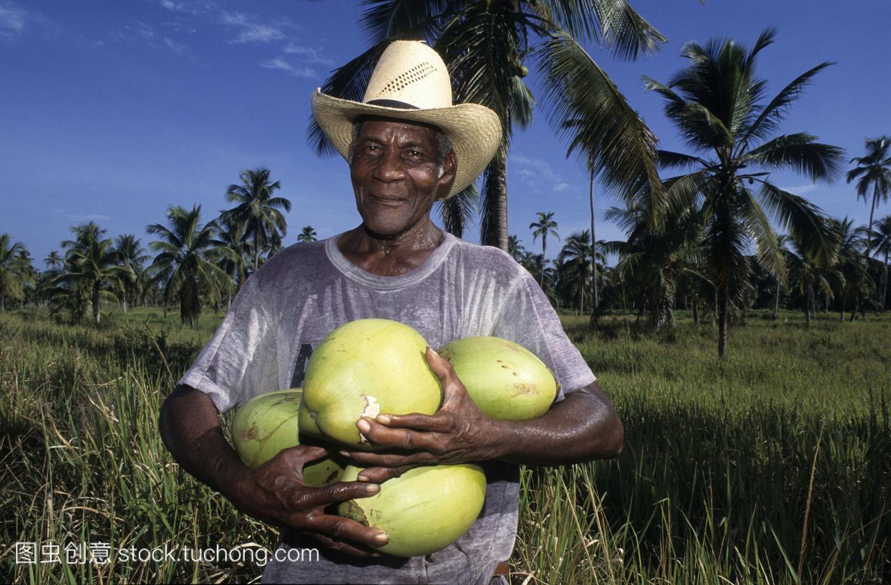 新鲜的椰子,在萨拉多附近的椰子种植园,洪都拉