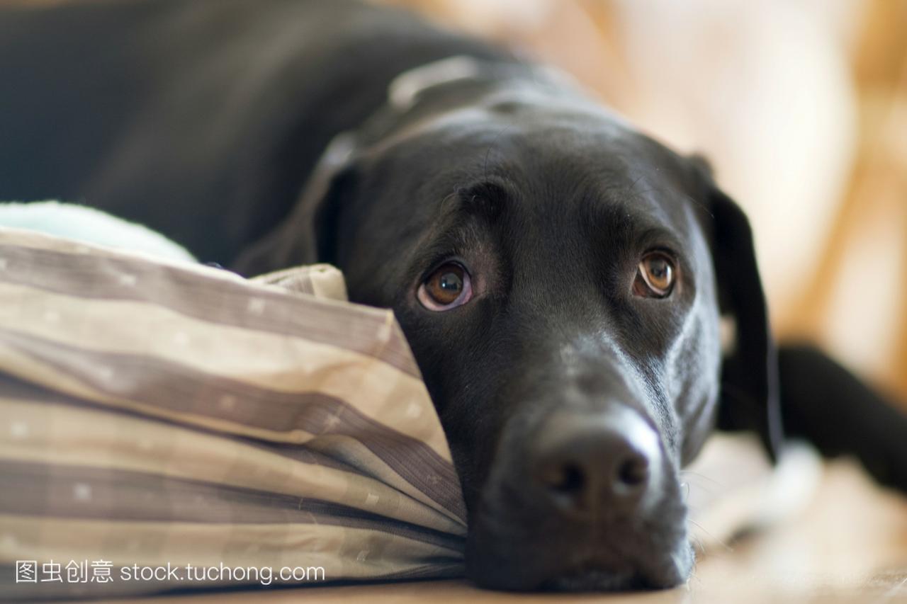 一只拉布拉多犬躺在枕头上,脸上带着悲伤的表情