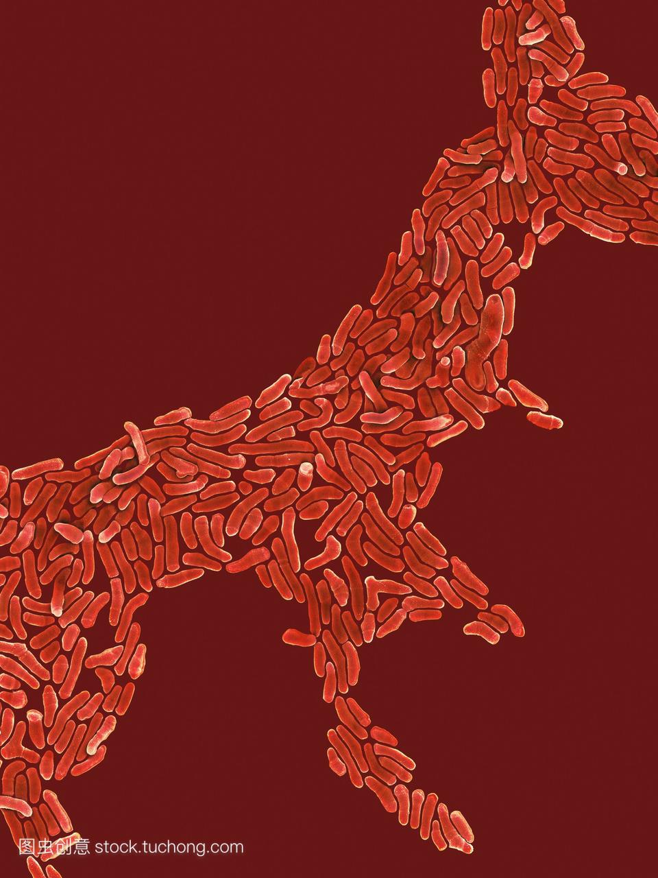 propioni细菌acnes细菌,彩色扫描电子显微照片