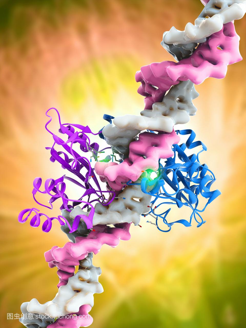 ecorv限制性内切酶。2型限制酶ecorv紫色和蓝