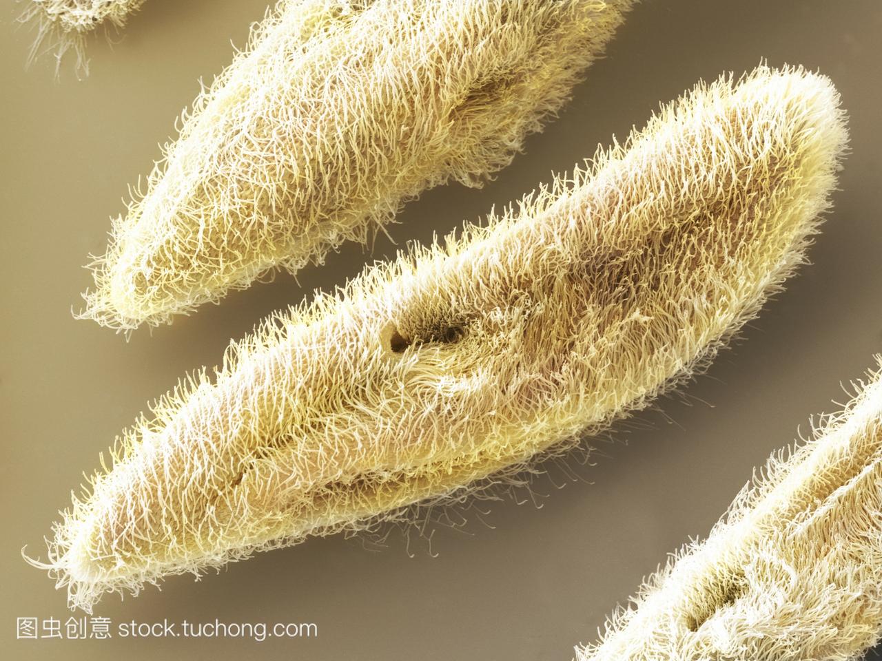电子显微镜sem的草履虫。这些单细胞生物是水