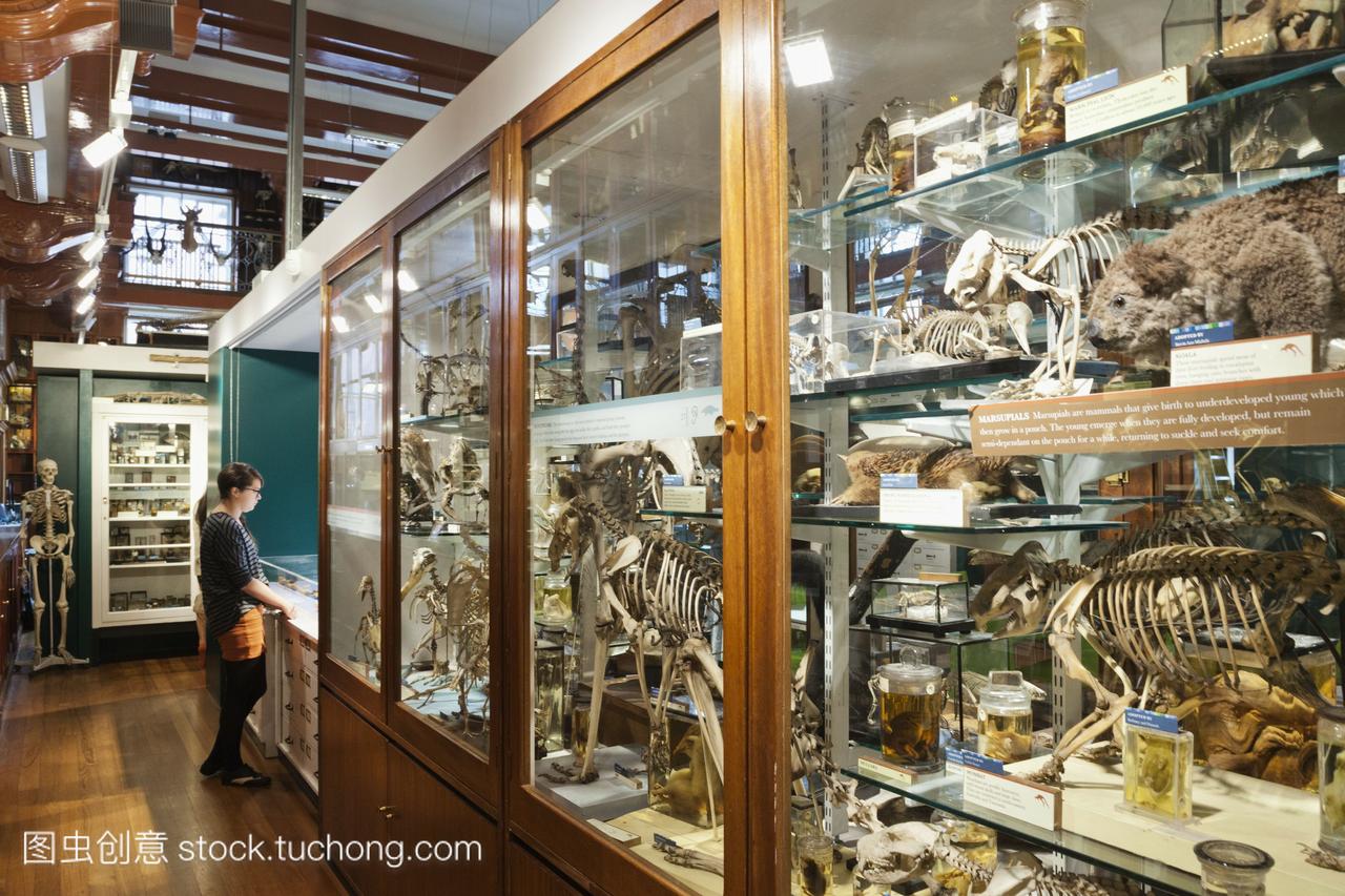 英国伦敦伦敦大学学院授予动物学博物馆标本显