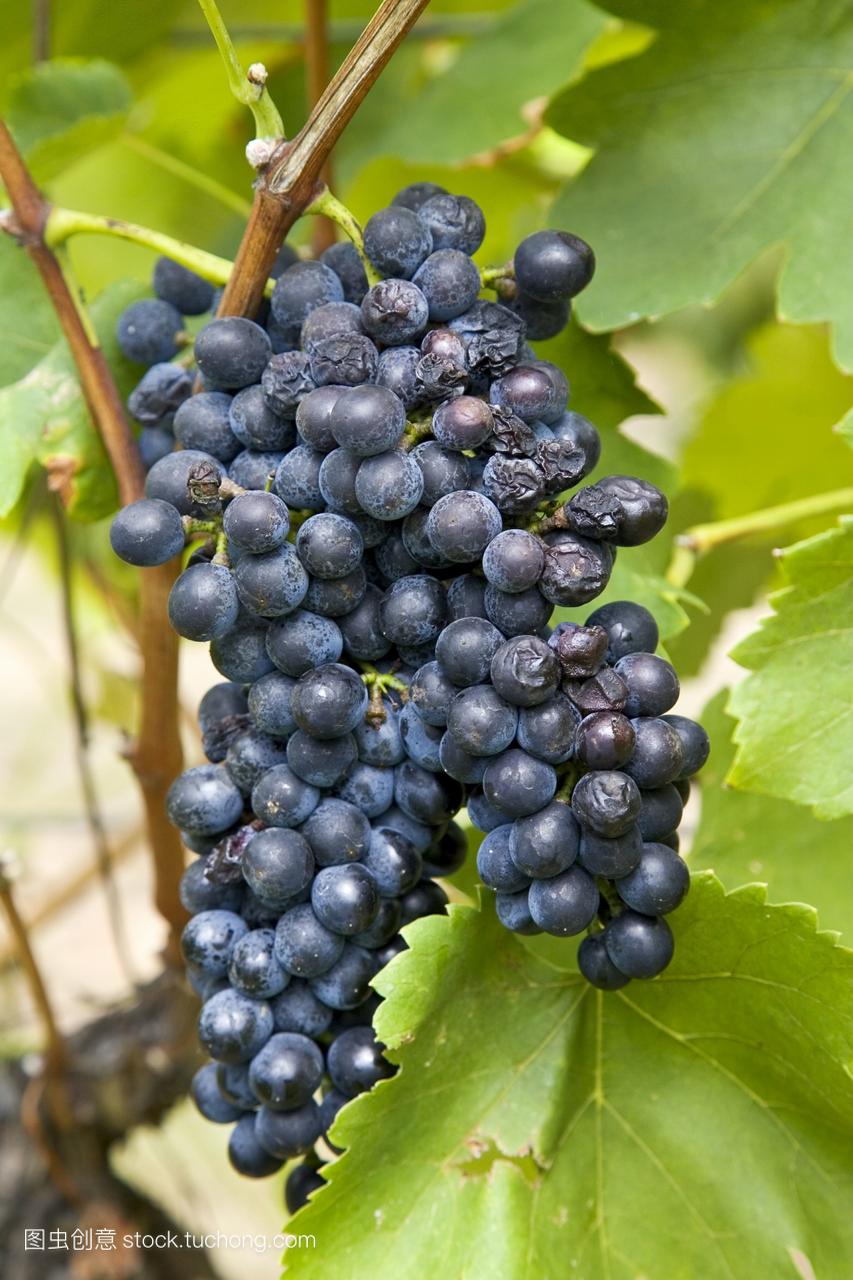 shiraz葡萄生长在胡椒树葡萄酒厂,猎人谷,澳大