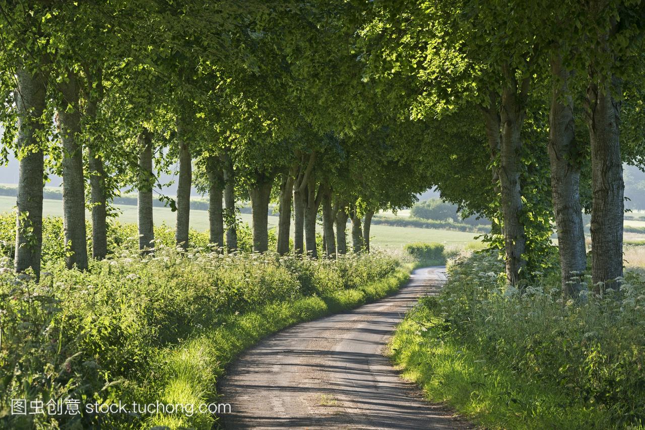 绕组树排列乡间小路在夏天多塞特郡英格兰英国