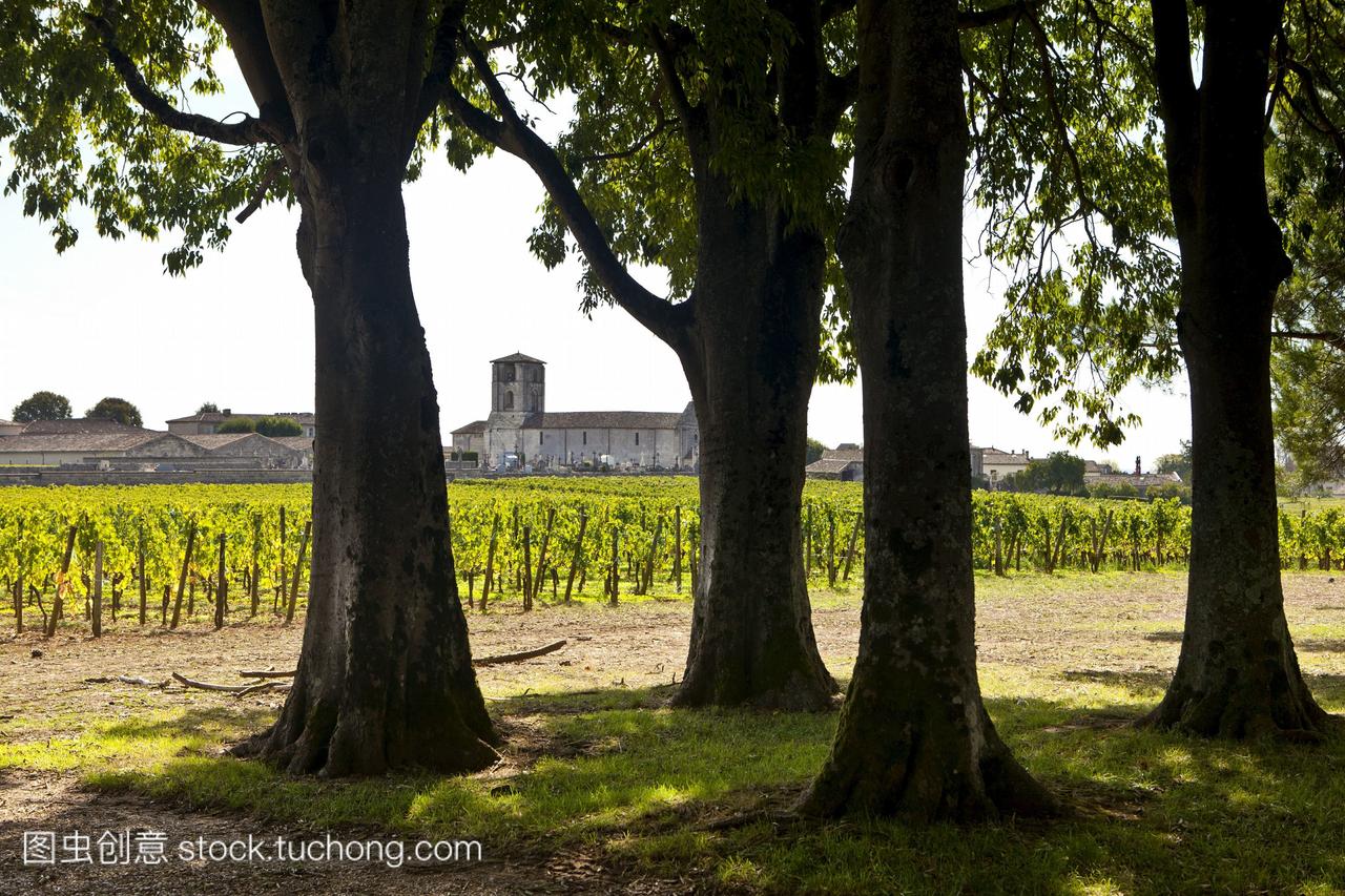 在法国波尔多葡萄酒产区的圣埃米利翁的葡萄园