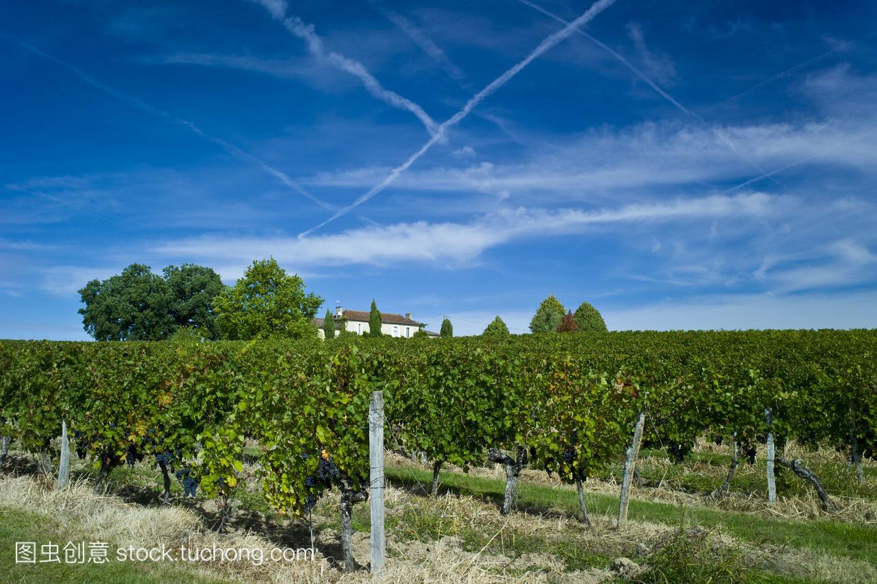 赤霞珠葡萄在法国波尔多葡萄酒产区的fontcail