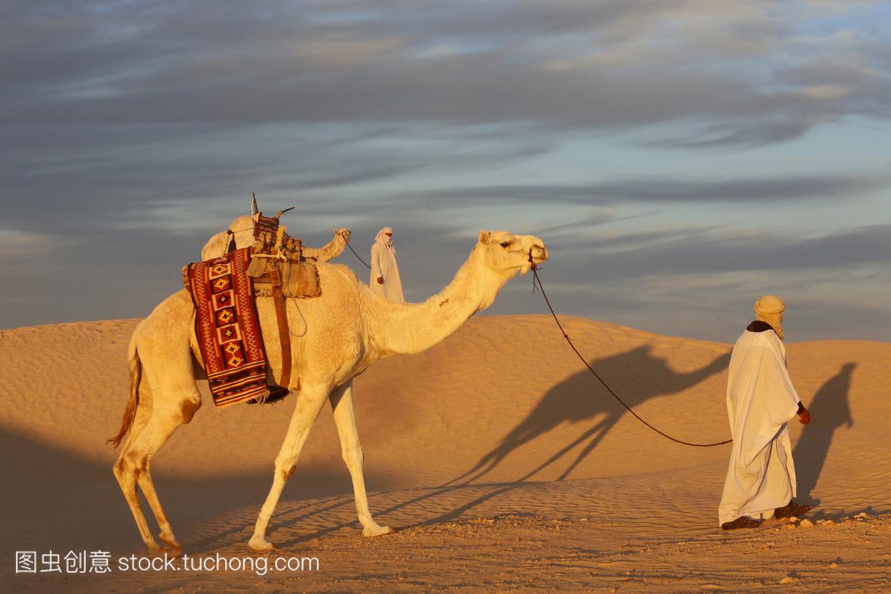 非洲,突尼斯,撒哈拉沙漠突尼斯的骆驼司机。