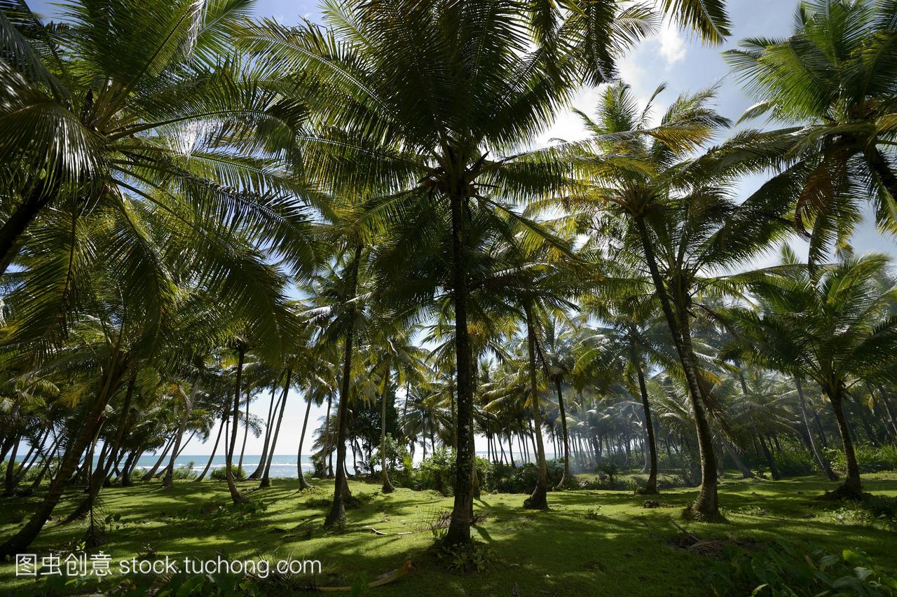 椰子种植园,辛缪路,印度尼西亚