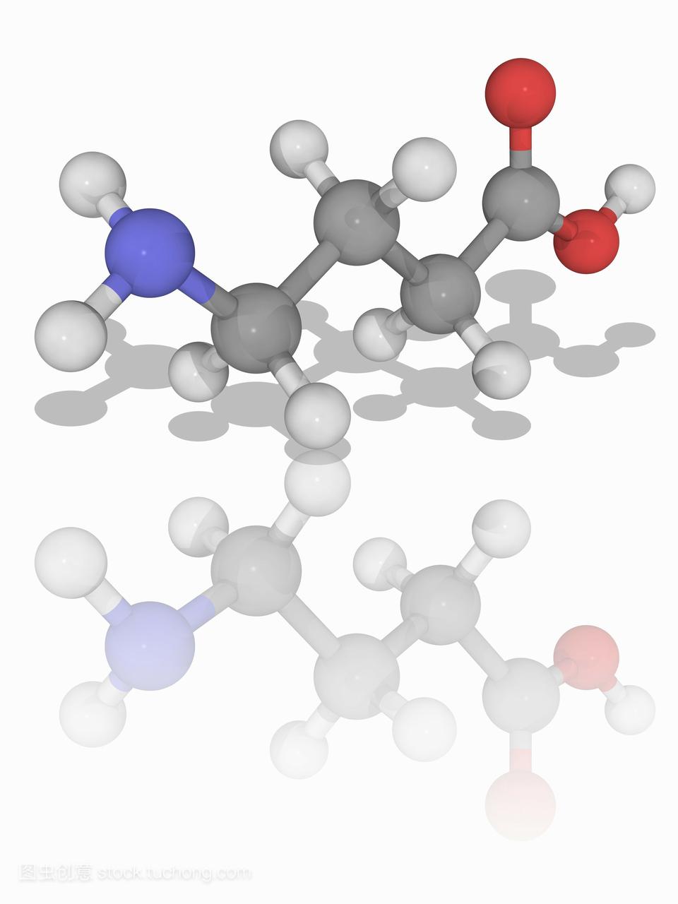 γ-氨基丁酸。分子模式的神经递质γ-氨基丁酸