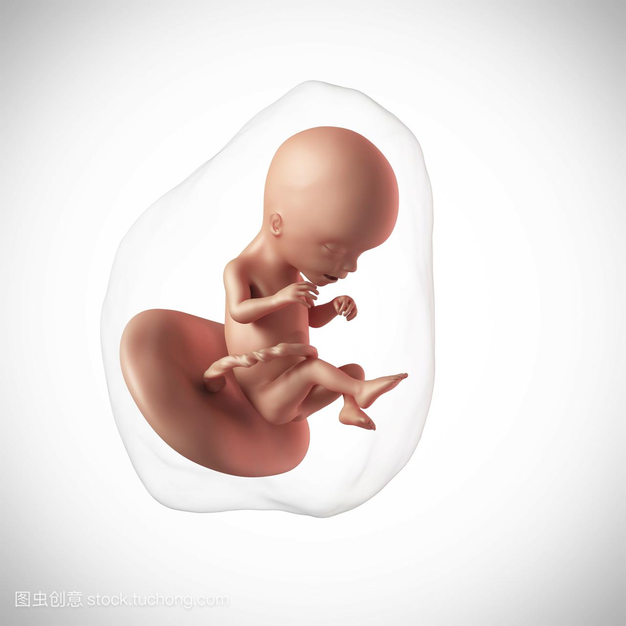 人类胎儿17周