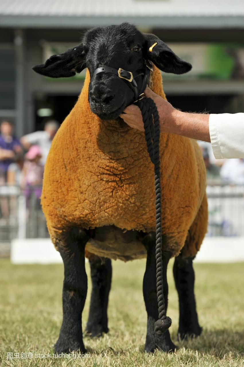 在威尔士皇家展览上展出的萨福克羊;萨福克郡