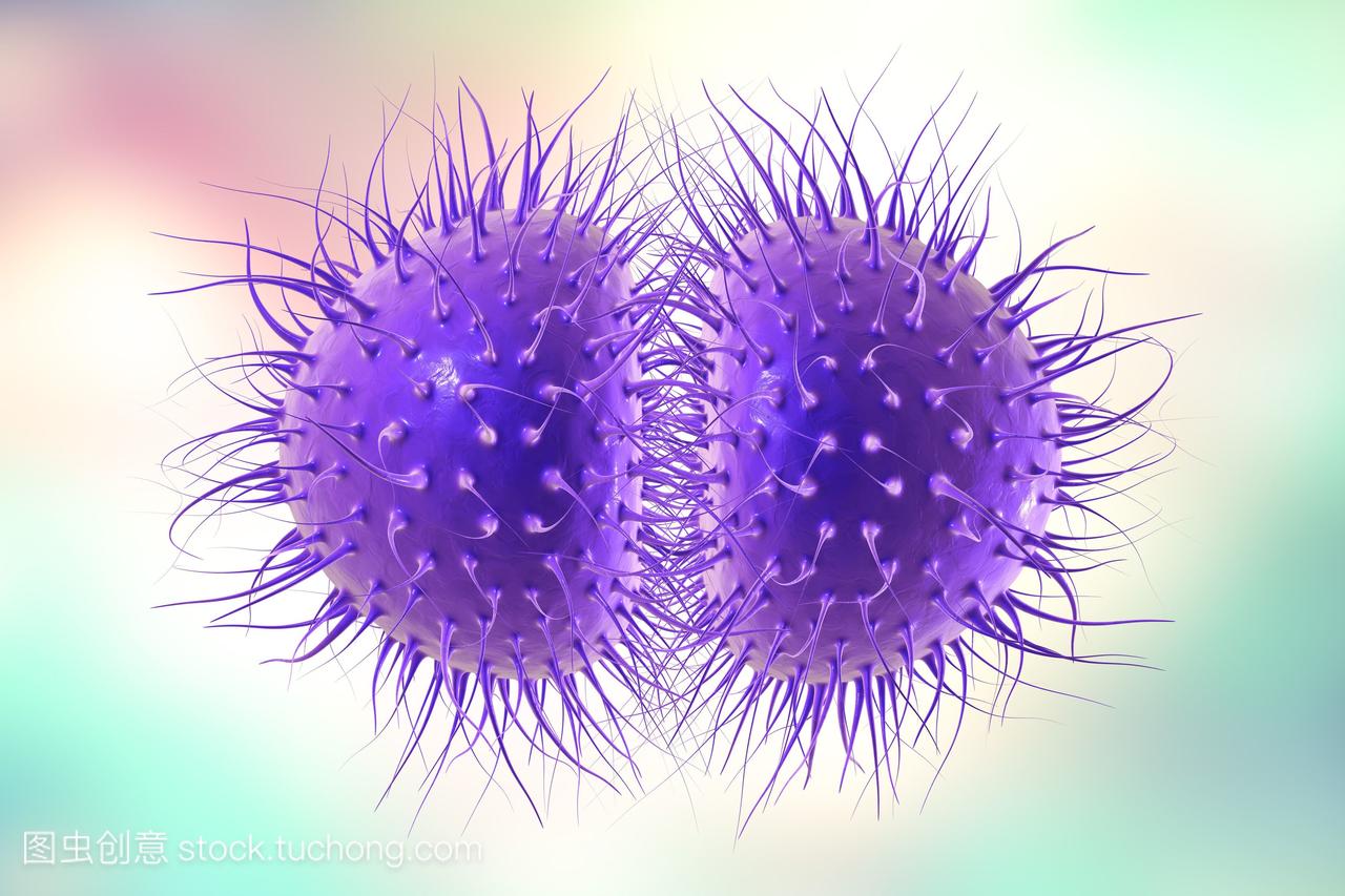 脑膜炎奈瑟菌,计算机插画。脑膜炎奈瑟菌是革