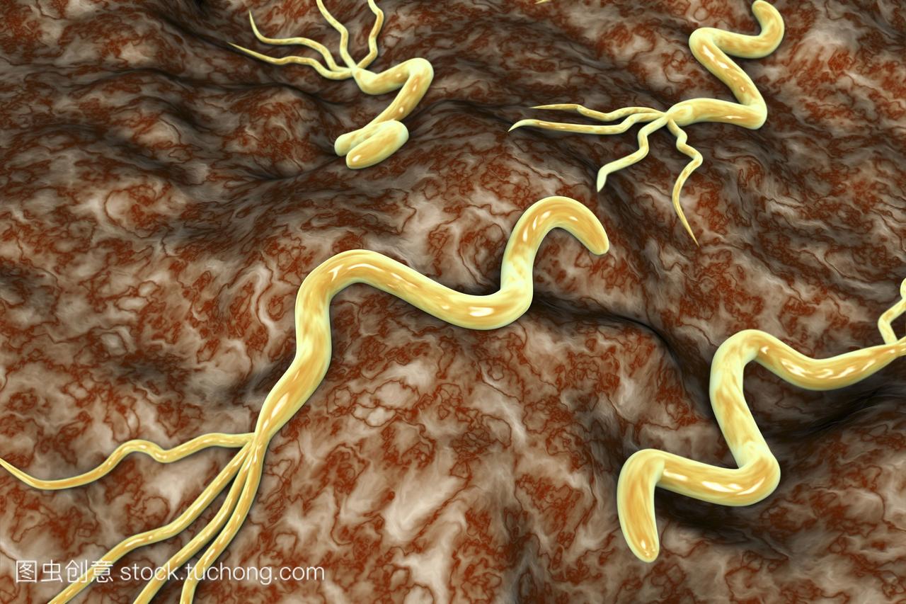 幽门螺杆菌细菌的图示。它是一个弯曲的,或螺
