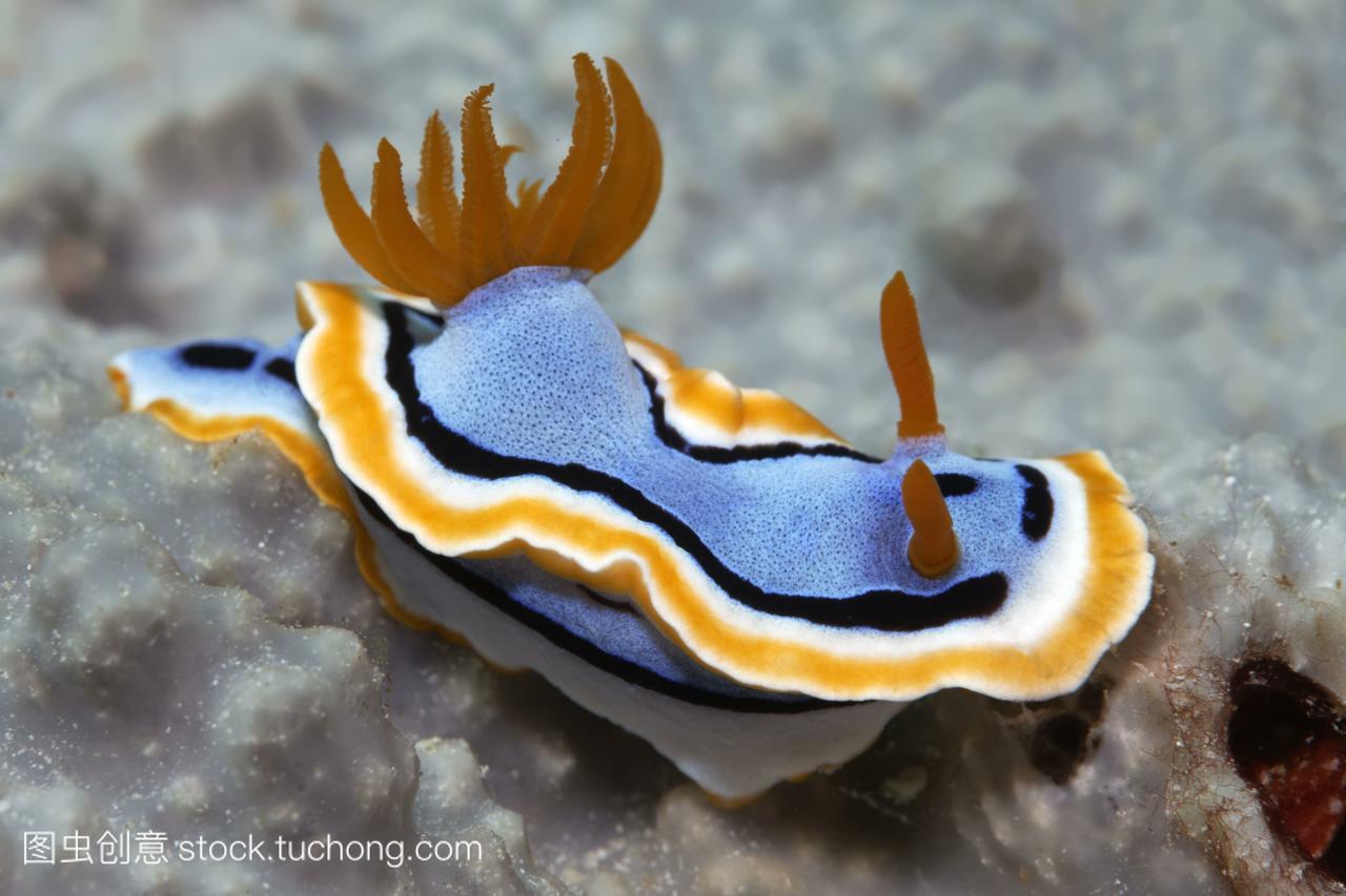 海蛞蝓,nudibranchchromodorisannae,waka