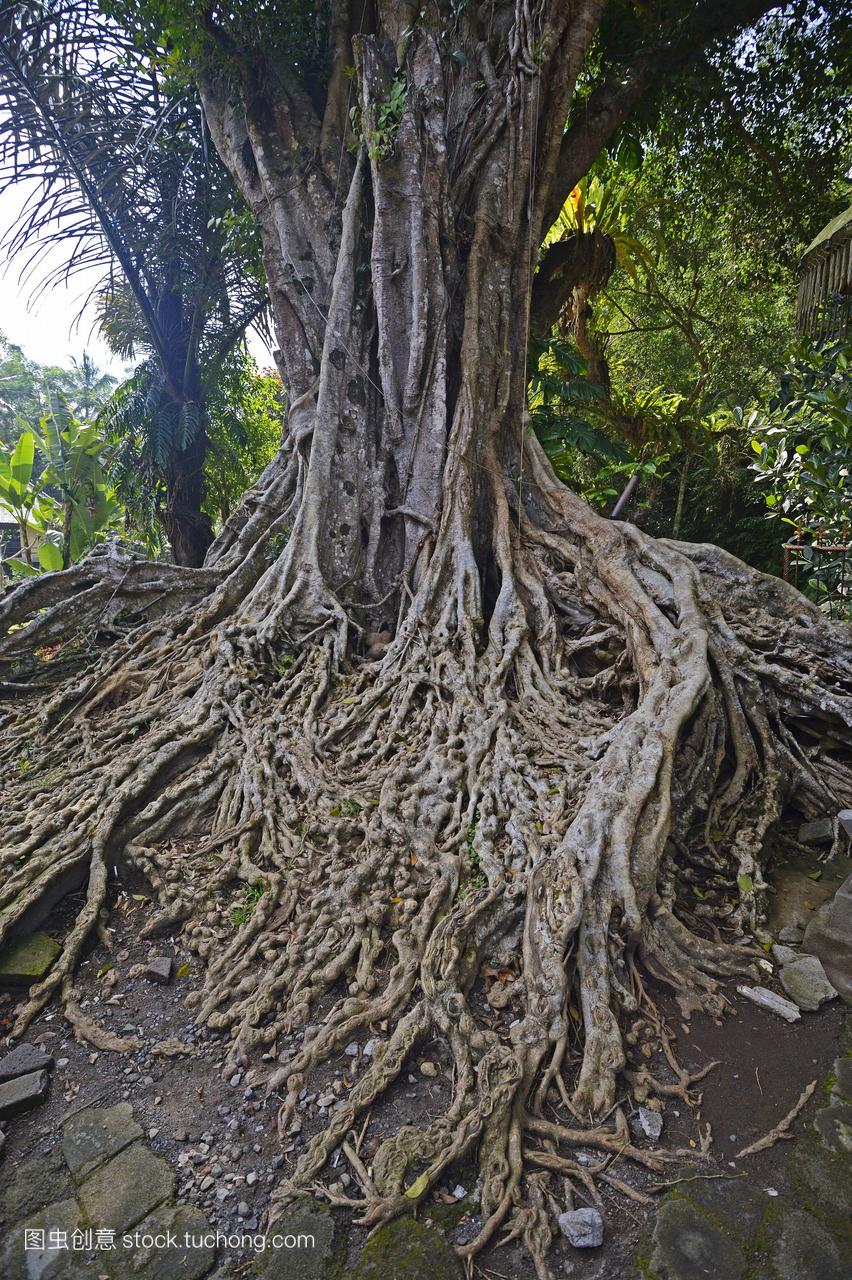 空中的一棵榕树根TirtaEmpul水神庙印尼巴厘岛