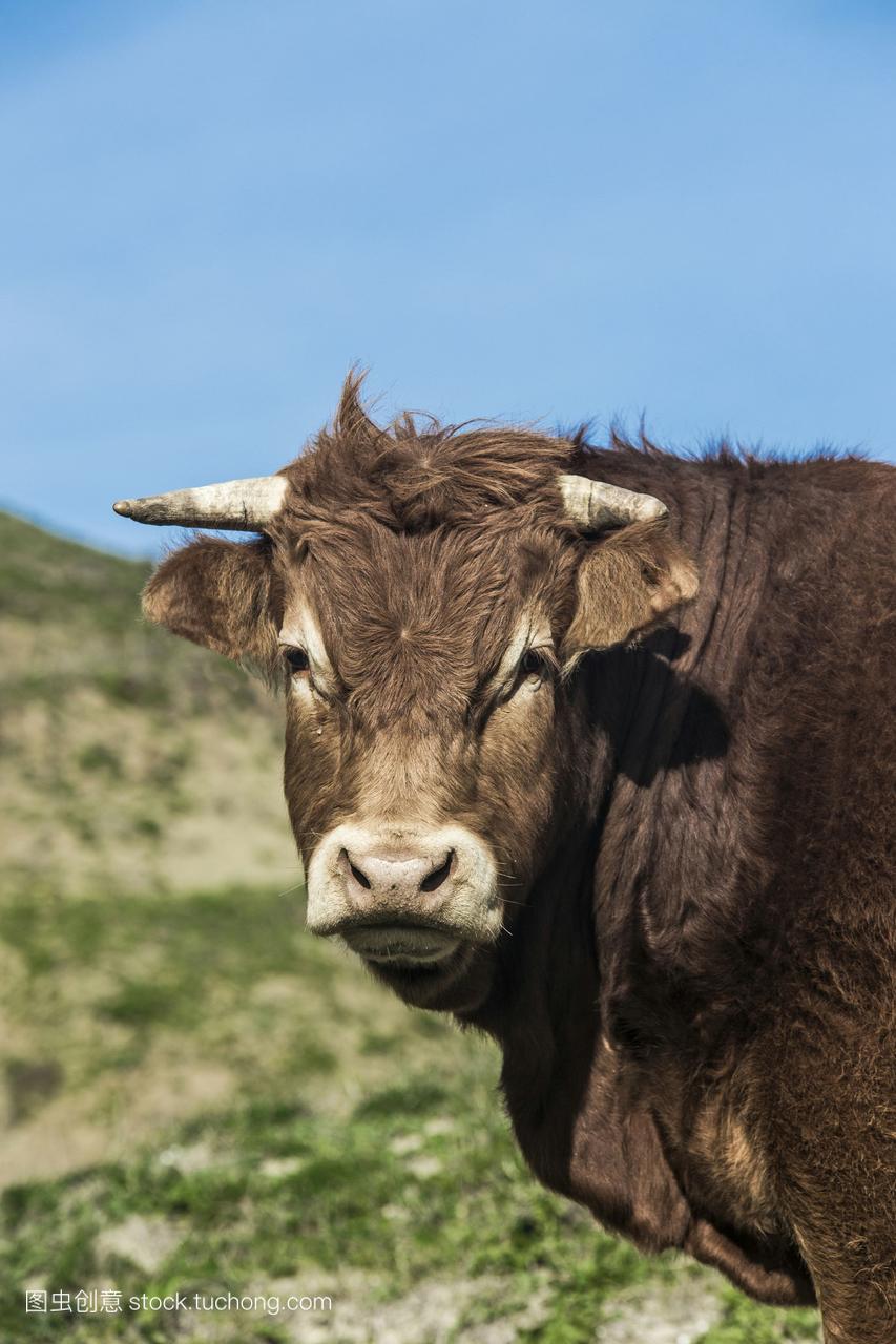 西班牙安达卢西亚诺尔公牛的画像