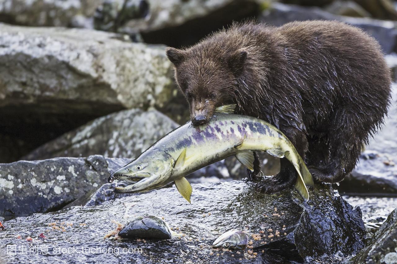 棕熊幼崽熊属arctos咬到巨大的粉红大马哈鱼在