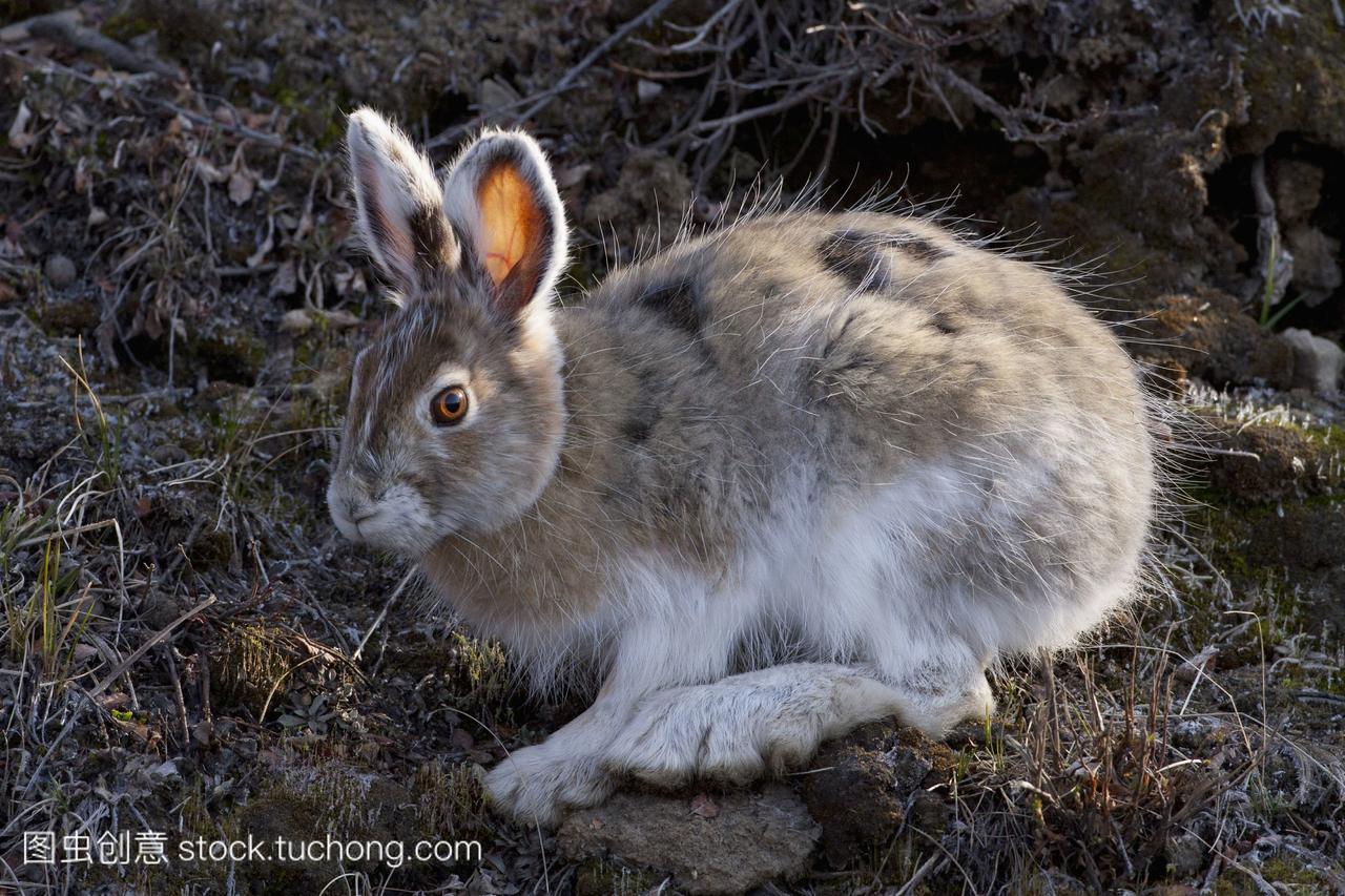 雪鞋兔在它的春天外套,阿拉斯加内陆