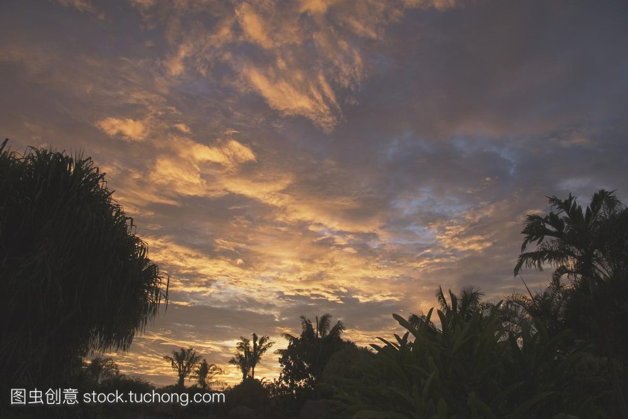 棕榈树在日落时分哥斯达黎加共和国