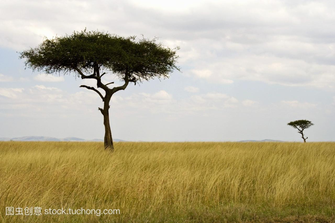 肯尼亚马赛马拉非洲;金合欢树在草地