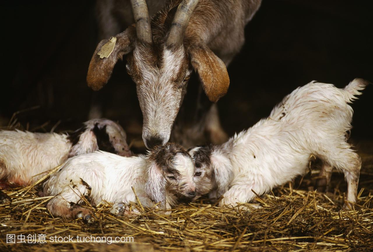 家畜-一个西班牙的保姆山羊,她的新出生的三胞