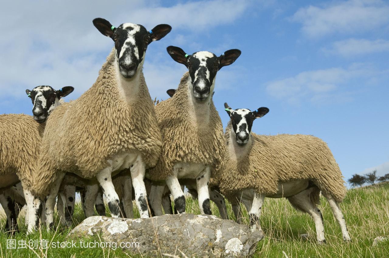 一个绿色的牧场上牲畜--Mule小母羊羊羔。骡子