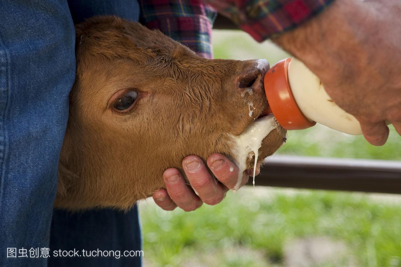 在美国德克萨斯州,牧场主从一瓶混合配方奶中