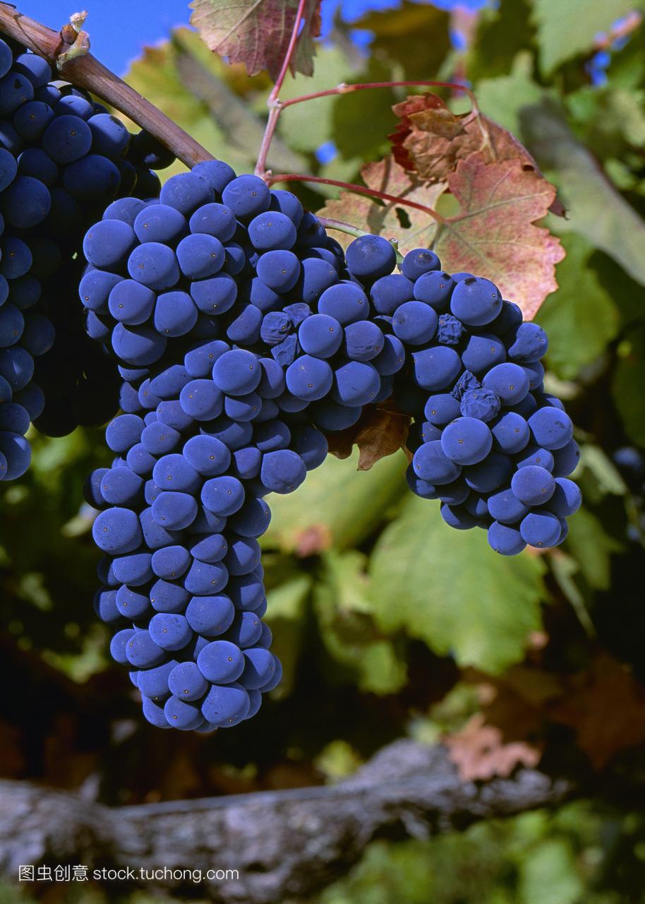 农业-成熟的zinfandel葡萄酒葡萄集群在葡萄\/加